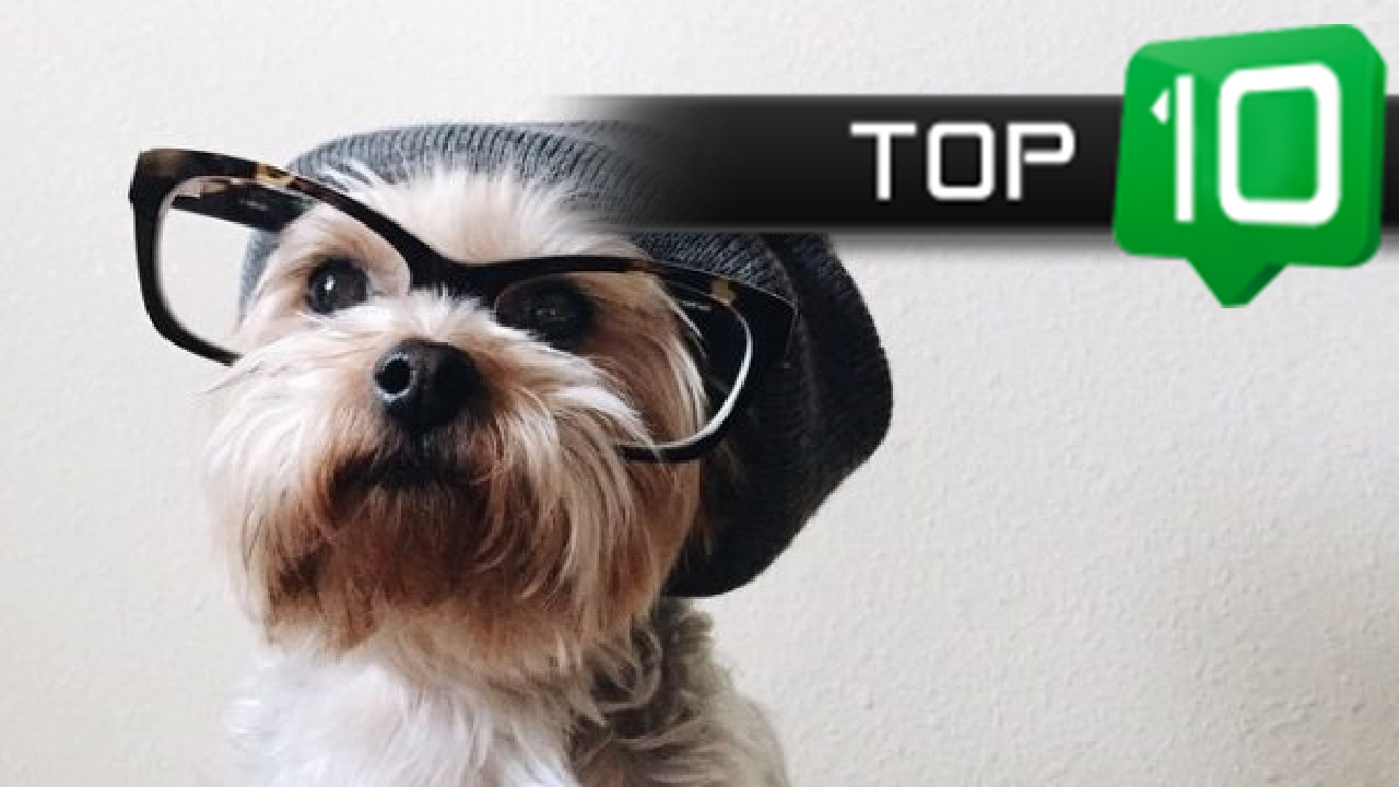Top 10 | Faktów o psach, których mogłeś nie wiedzieć | SpinkaFun