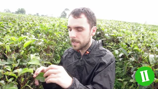 Plantacja herbaty w Indonezji