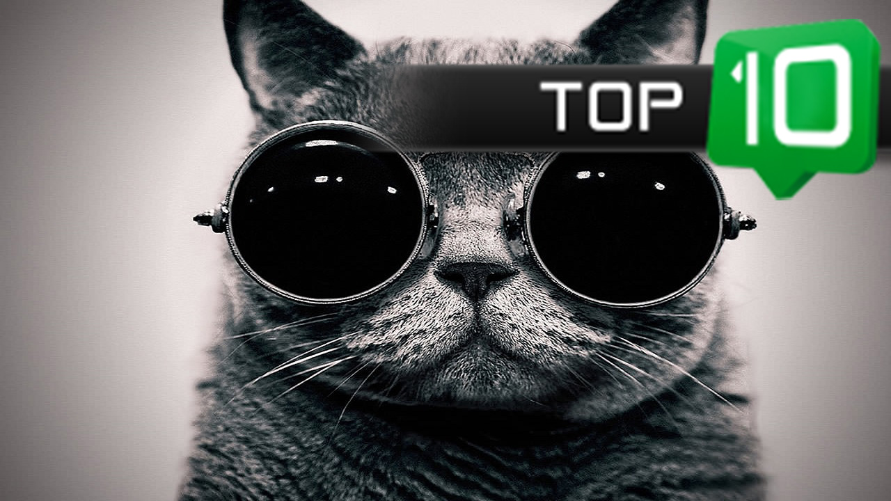 Top 10 | Faktów o kotach, których mogłeś nie wiedzieć | SpinkaFun