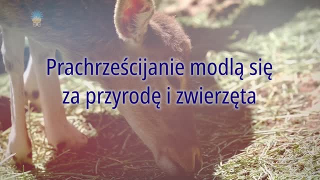 Prachrześcijanie modlą się za przyrodę i zwierzęta
