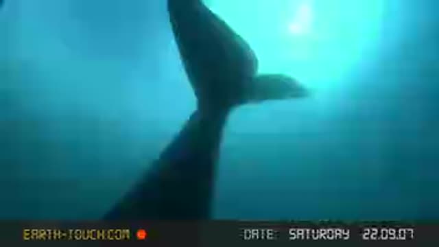 dw11222